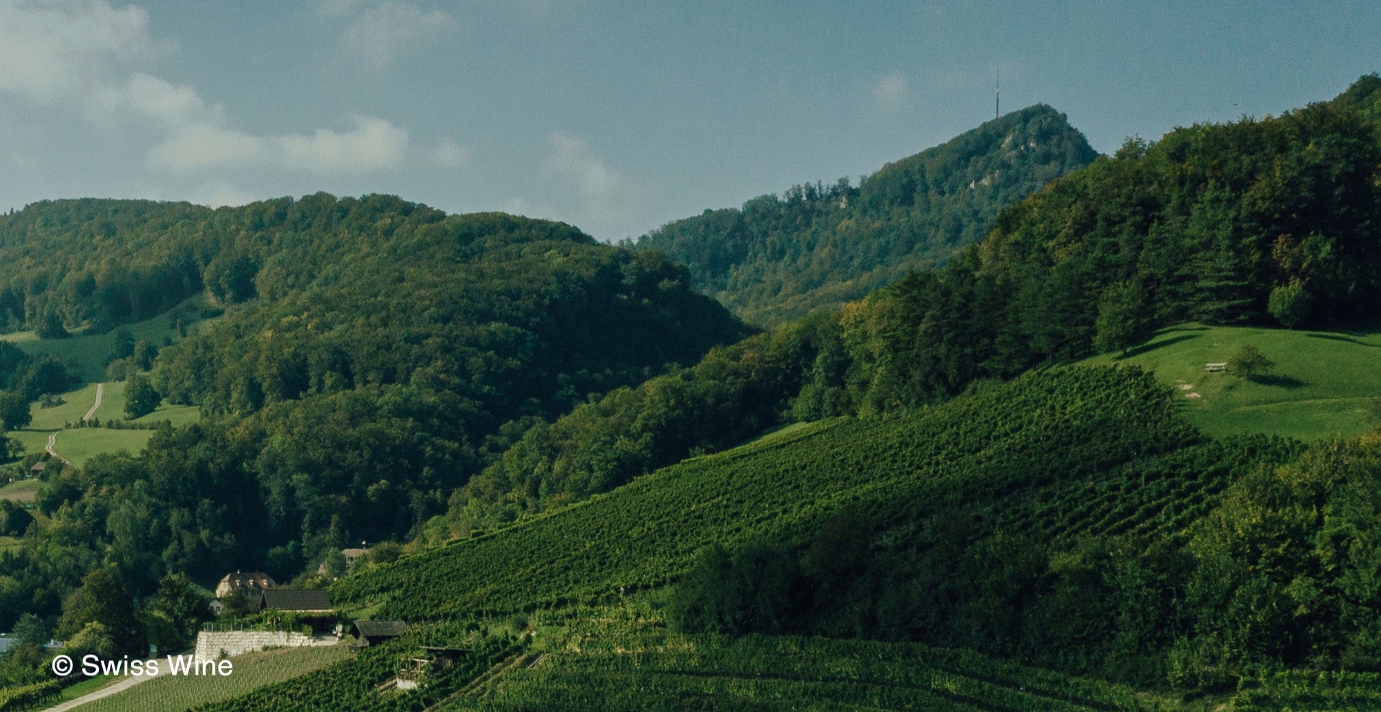 Weinberg in der Schweiz